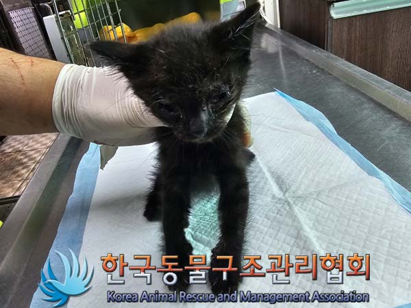 한국동물구조관리협회_441560202400634